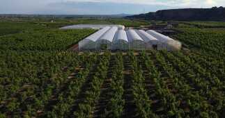 Plantar a la perfecci&oacute;n, con rapidez y de manera econ&oacute;mica