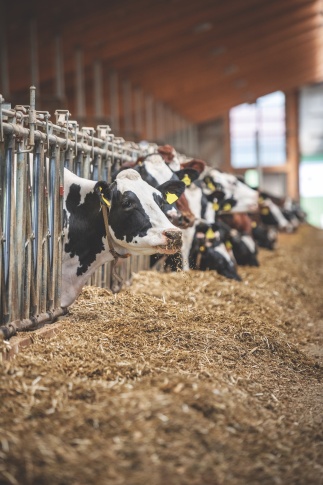Feeding the Dairy Industry&rsquo;s Appetite for Analytics a Diet of Data-Driven Decisions