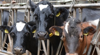 Exact &eacute;n compact voeren tegen selectiegedrag